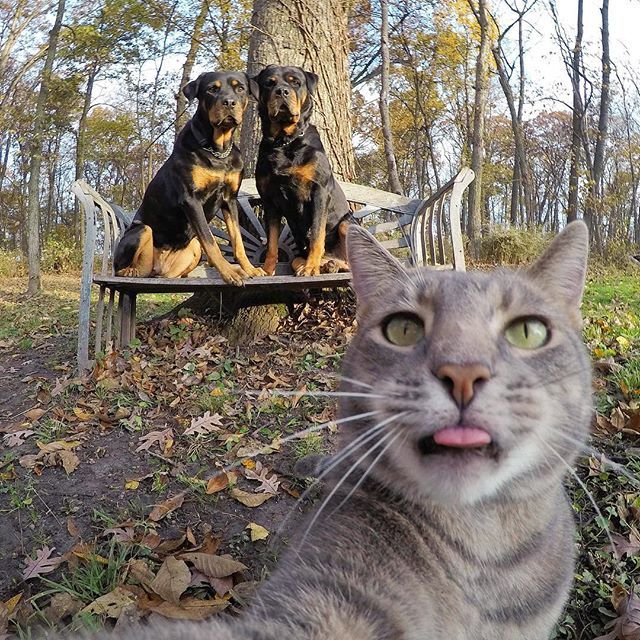 Manny el gato de los selfies. 2019, gatos instagram, felino sacandose fotos. minino posando para la camara. gato posando con dos perros