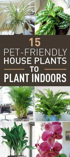 House Plants Indoors Live Prime Houseplants House Plants Cat