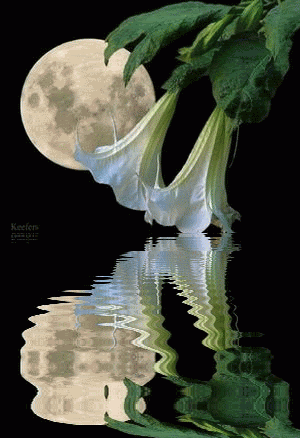 650 GIFS - WATER REFLECTION ideas | water reflections, animation, reflection