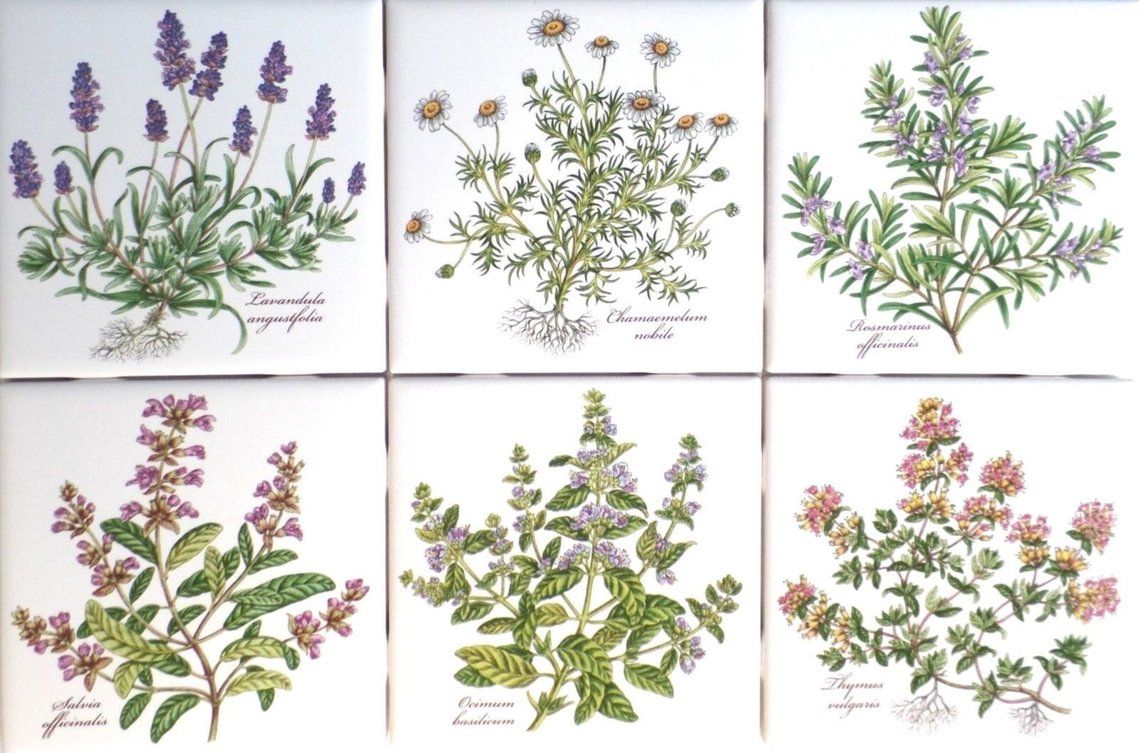 Botanical Herb Ceramic Tile Set 4 Of 25 X Kiln Fired Back Botanical Herb Ceramic Tile Set 4 Of
