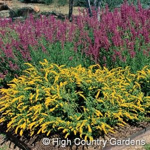 Golden Fleece Goldenrod Solidago Summer Plants Drought