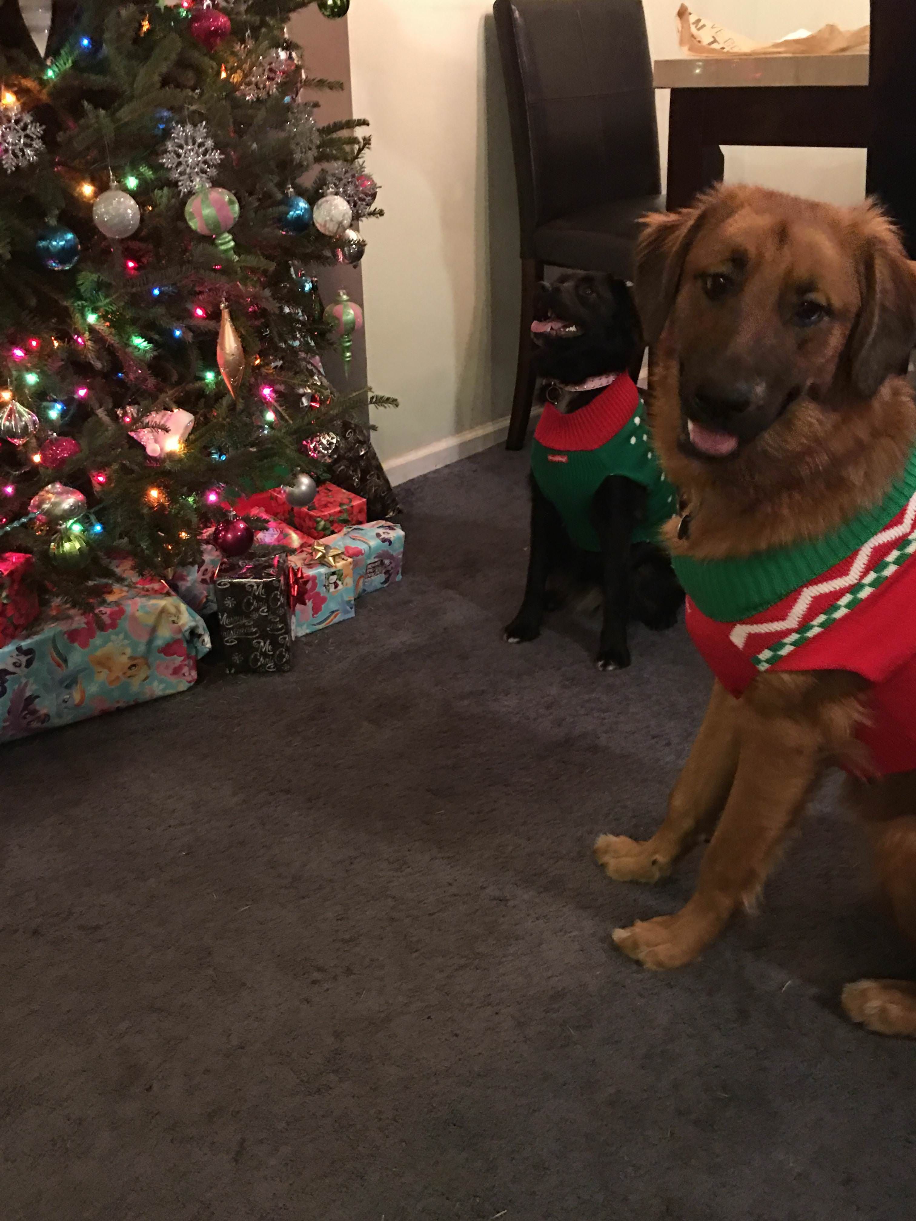 moxxie and chewbaccas first christmas puppies pinterest puppy s first christmas