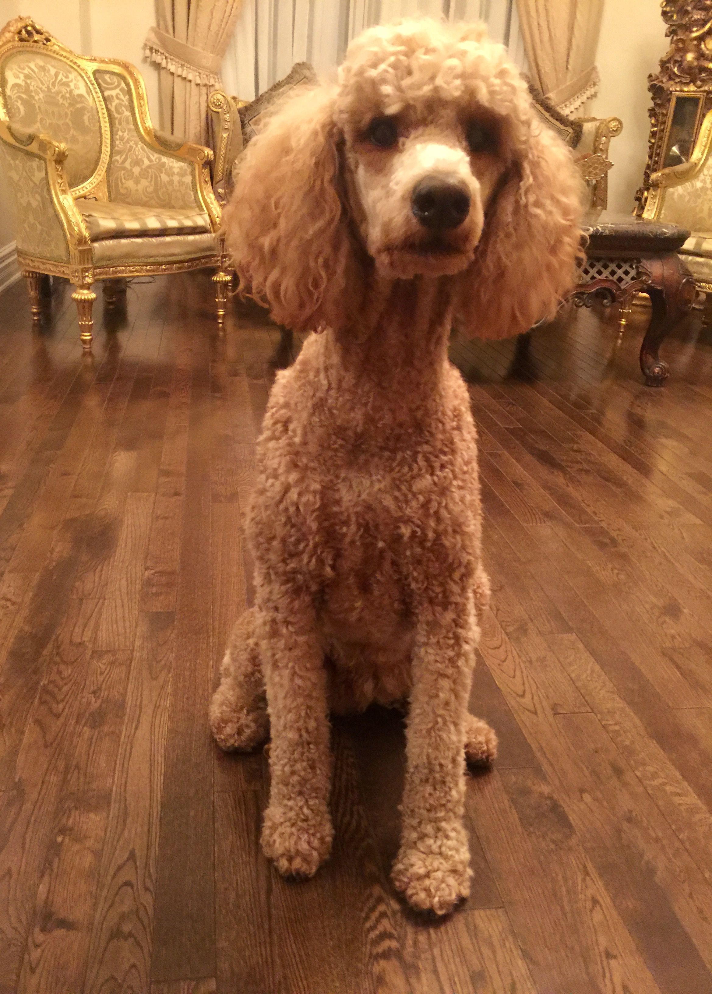 Standard Poodle Bella Yorkie Poodle Poodle Dog Poodle Puppy