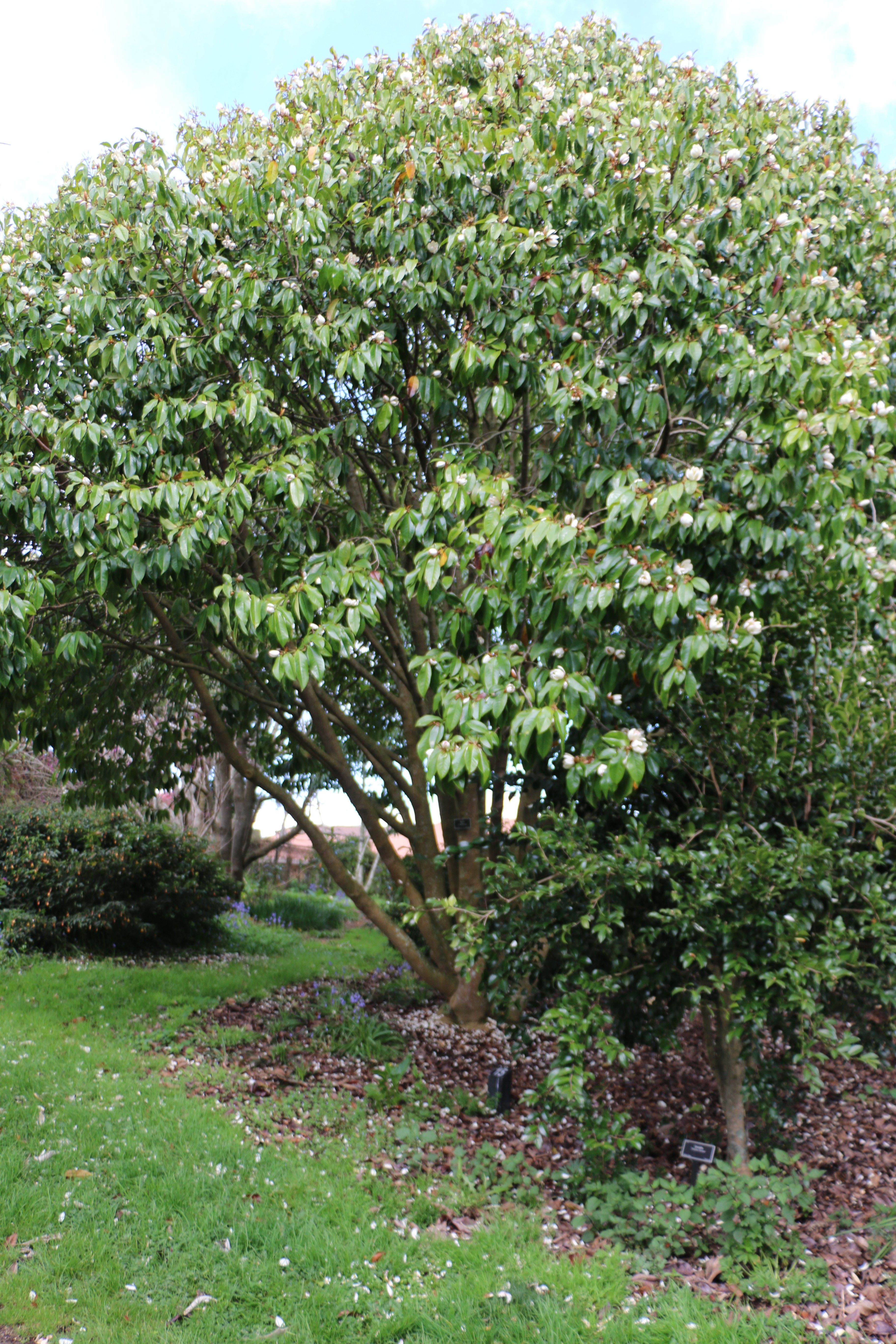 Refrierator magnet no tree cutting