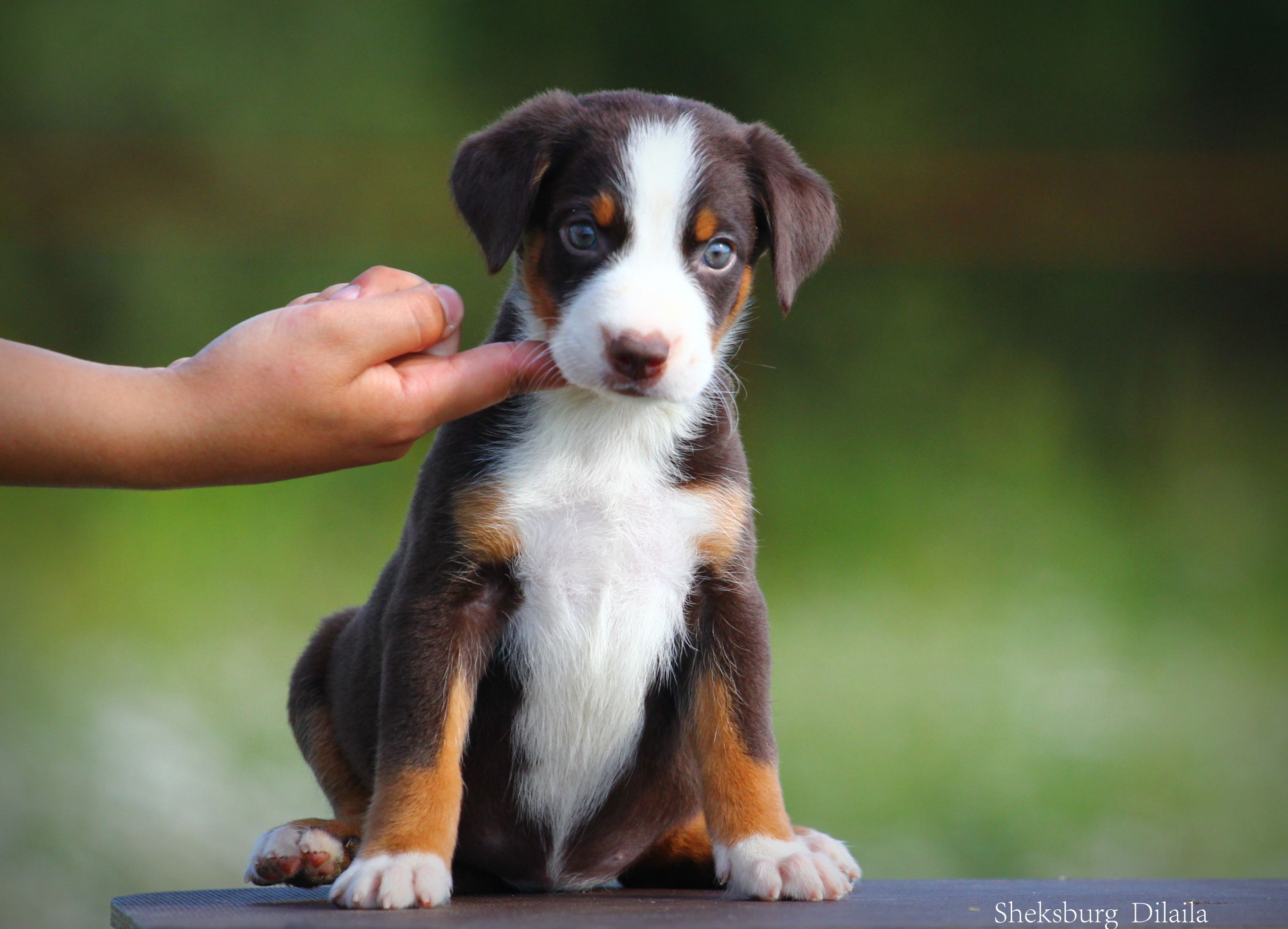 Svetlana Pisareva Appenzeller Sennenhund Mountain Dog Photography Entlebucher Mountain Dog Farm Dogs Dog Photography