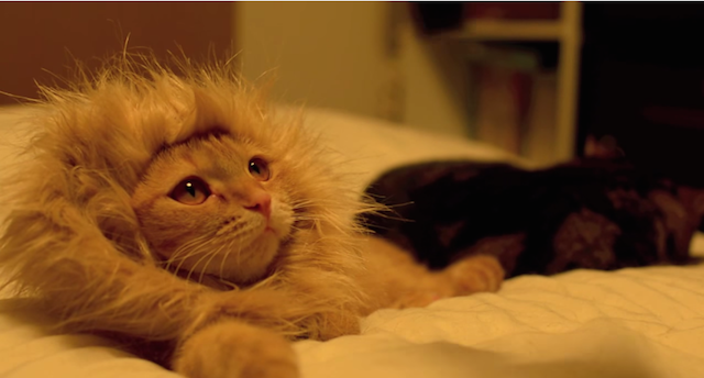 Pin On Cat Pin On Cat