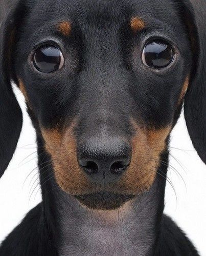Beautiful Dogs And Cats Photos Beautiful Dogs Cute Animals