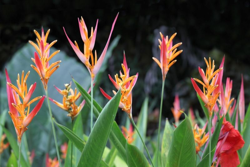 25 Perfect Florida Shade Plants in 2020 Plants that like