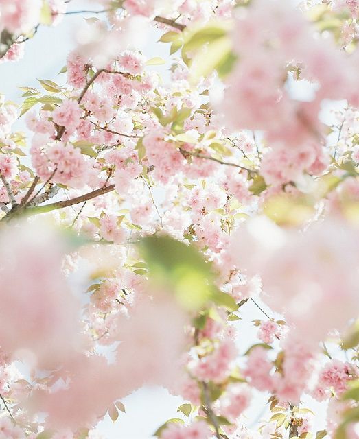 Kudou Kun Flowers Nature Spring Flowers Blossom Flower Kudou Kun Flowers Nature Spring Flowers Blossom Flower
