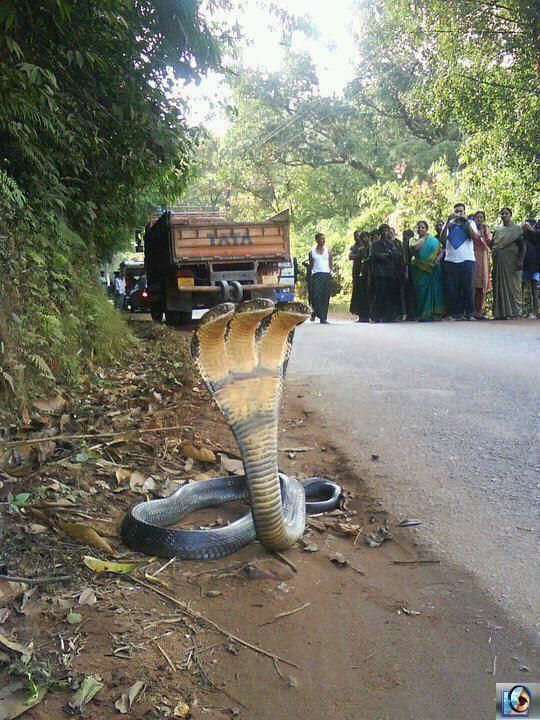 Snakehead S Nadide Hayvanlar Vahsi Hayvanlar Hayvan Fotografciligi Snakehead S Nadide Hayvanlar Vahsi Hayvanlar Hayvan Fotografciligi