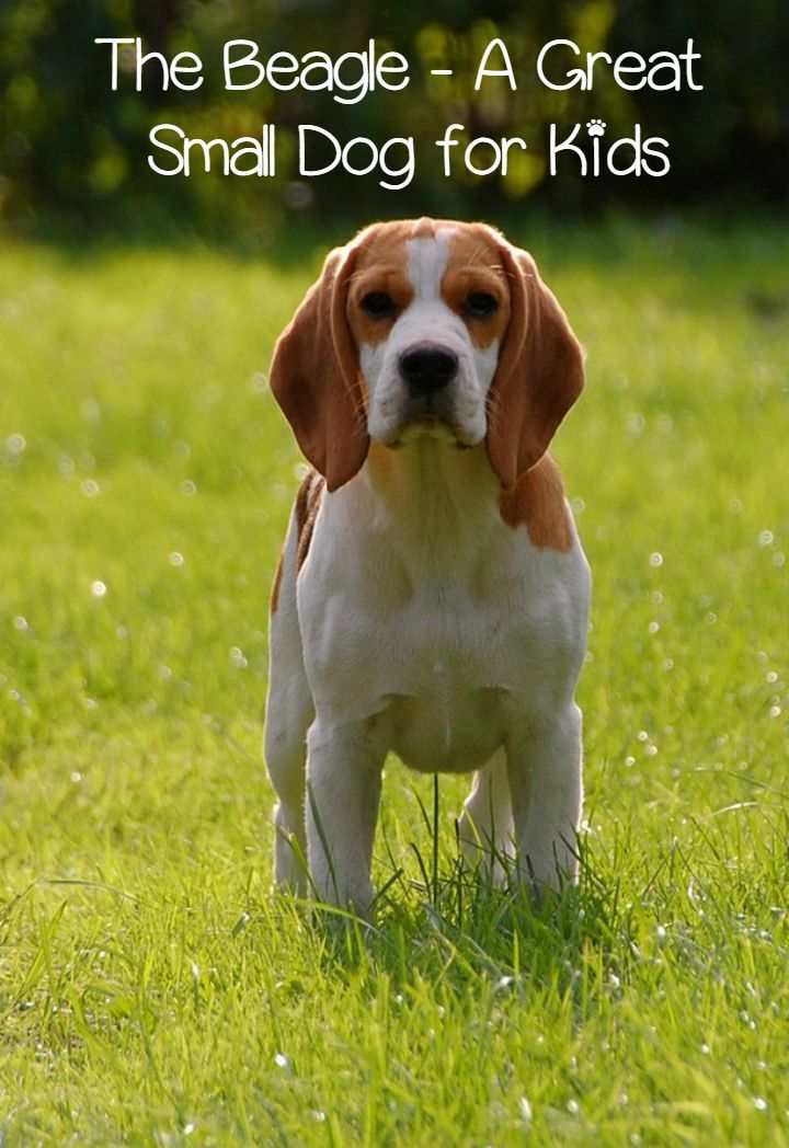 Beagle Dog Price How Much Does They Cost Why Beagle Dog