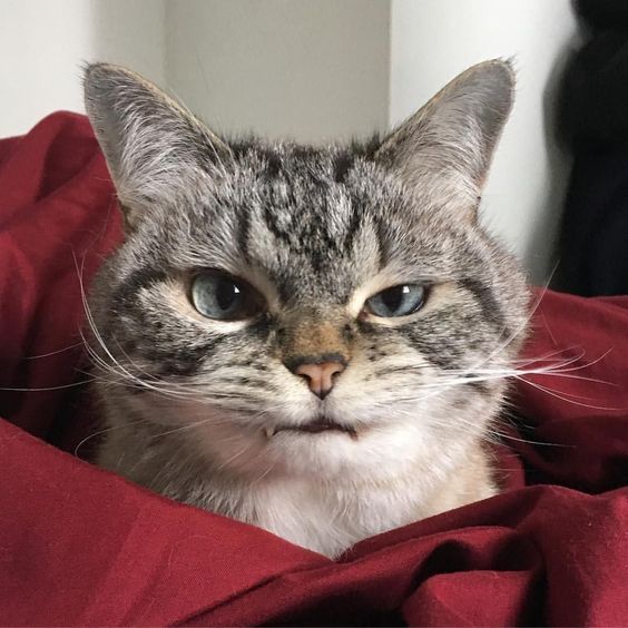 spotted tabby aggresion spotted tabby aggresion