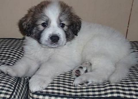 Great Pyrenees Puppies Old English Sheepdog Puppies Komondor