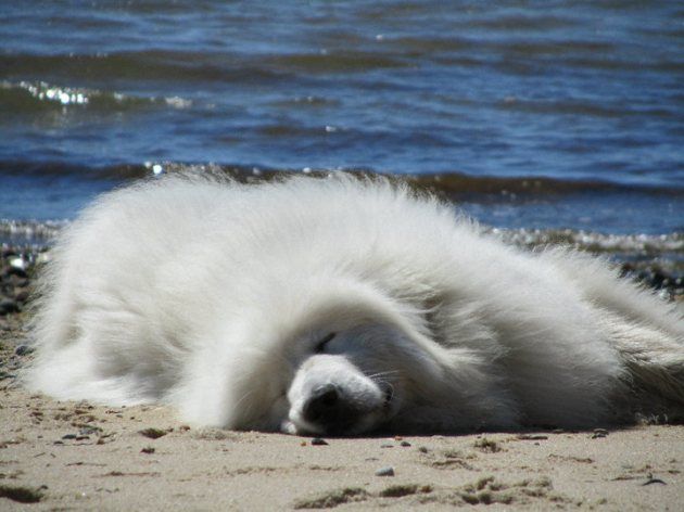 Pin On Great Pyrenees And Other Dogs 3