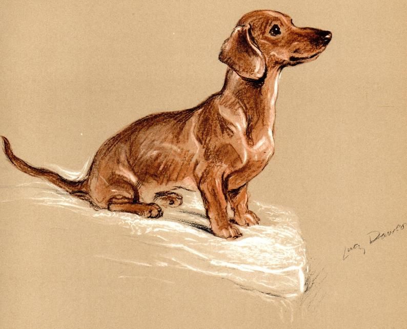 Dachshund 1937 Original Vintage Color Dog Print By Lucy Dawson