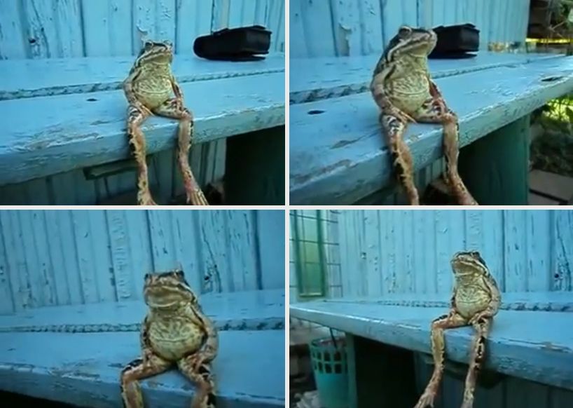 frog sitting on a bench like a human Frog sitting, Cute animals frog sitting on a bench like a human Frog sitting, Cute animals