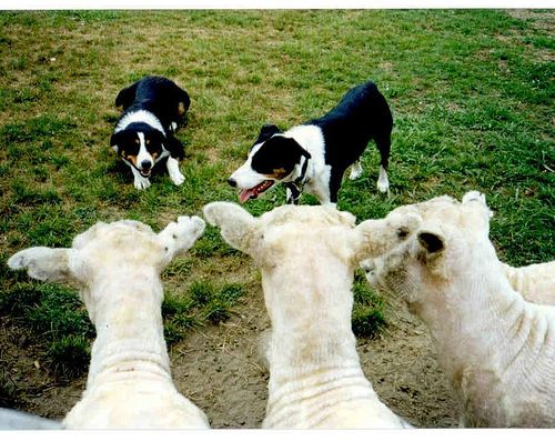 Herding Dogs And Sheep Herding Dogs Farm Dogs Dogs