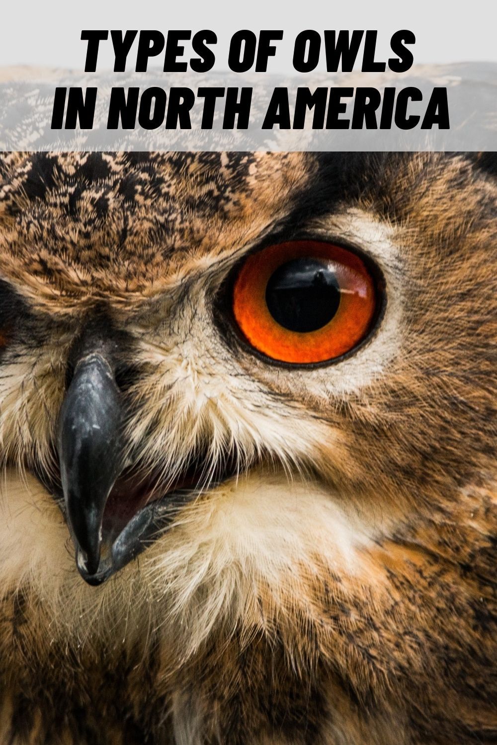 Owls North America Type Picture Owl Tawny Owl