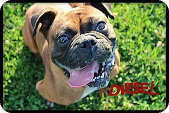 Euclid Oh Boxer Pug Mix Meet Diesel A Dog For Adoption Http