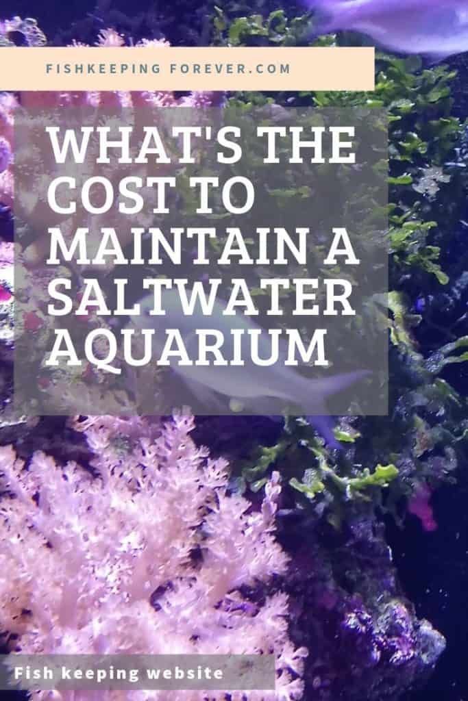 What Does a SaltWater Aquarium Cost to Maintain?