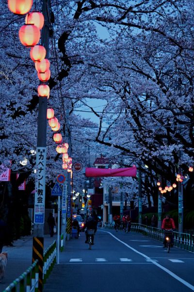 7 UNIQUE EXPERIENCES IN TOKYO, JAPAN