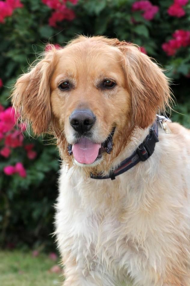 Adopt Falkor Kory Placed On Dogs Golden Retriever Crate