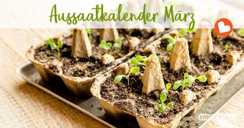 Wann Welches Gemuse Vorziehen Aussaatkalender: ganzjährig frisches Gemüse, Kräuter und Blumen aus dem