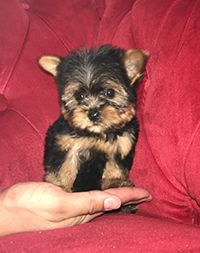 Pocket Puppies Boutique Chicago Available Puppies Teacup