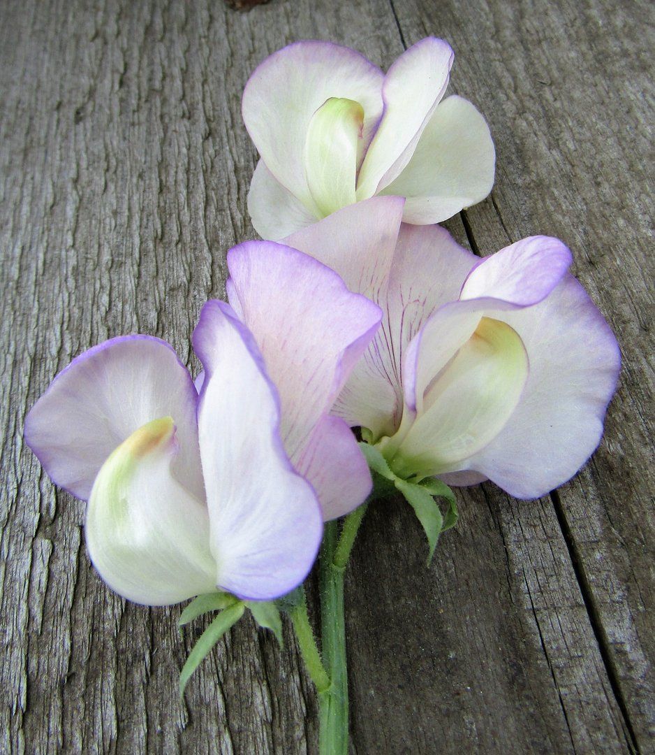 April In Paris High Scent Sweet Pea Sweet Pea July Flowers Perennial Garden Plans April In Paris High Scent Sweet Pea Sweet Pea July Flowers Perennial Garden Plans
