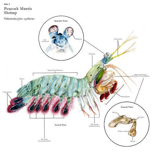 peacock mantis shrimpodontodactylus scyllarus