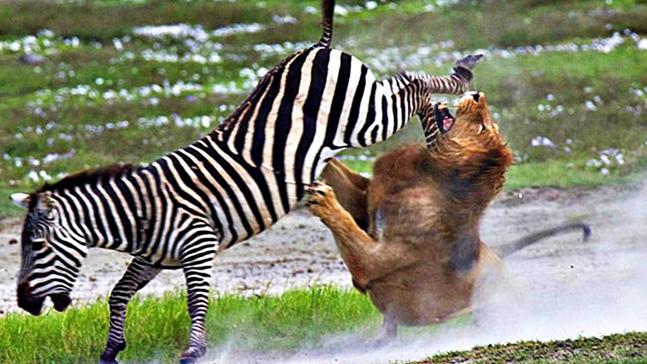 132 Increible Pelea Entre Leon Vs Cebra Fotos De Leones Fotografía Animal Animales Feroces