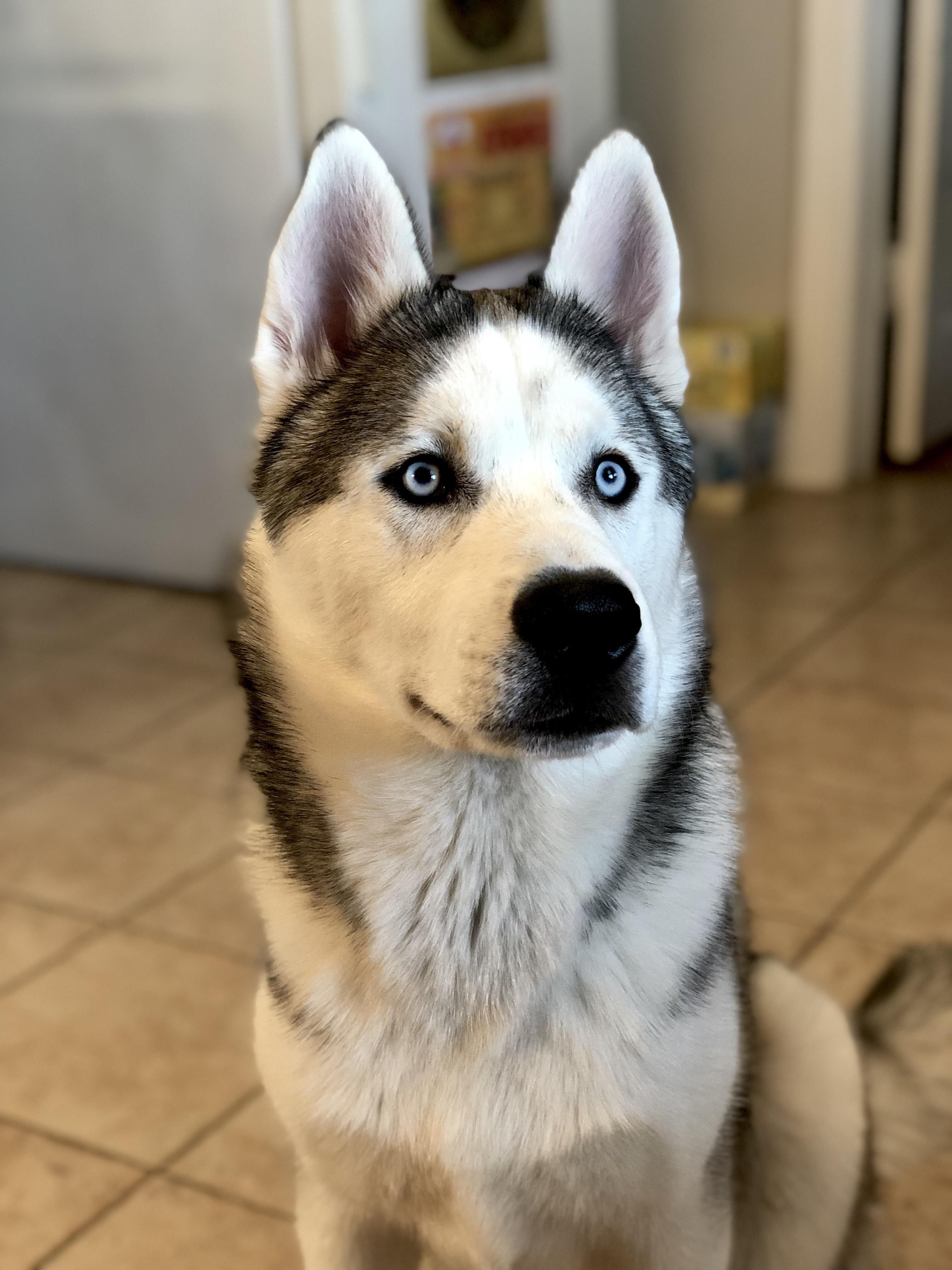 Pin By Ebony On Cute Animals Siberian Husky Facts Siberian
