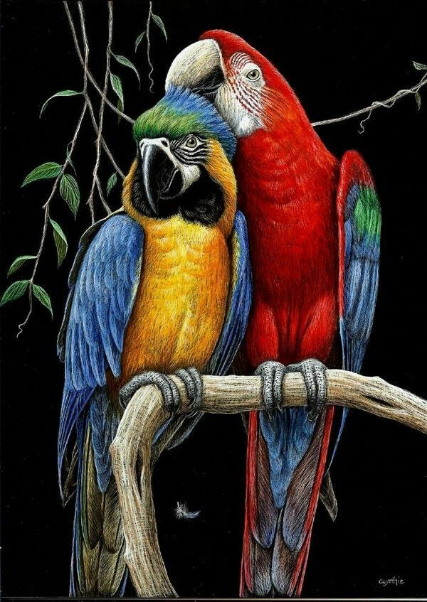 24 Ideas De Pinturas Loros Loros Pinturas Aves