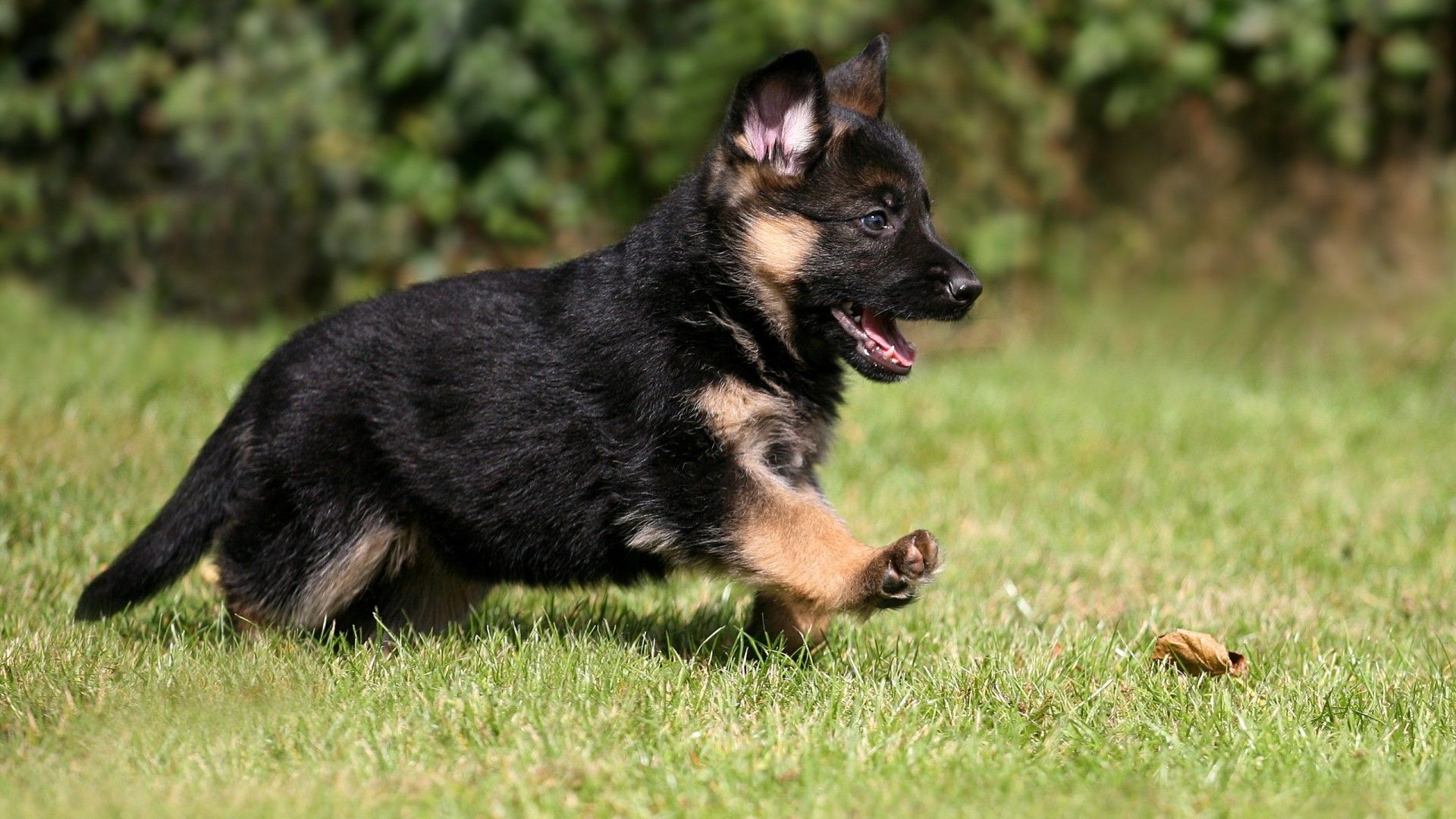 German Shepherd Playing With Guava Shepherd Puppies German
