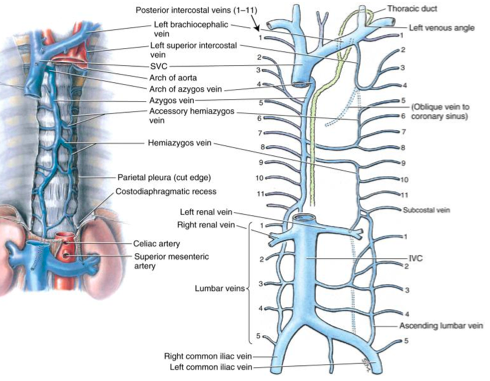azygos venous system google search