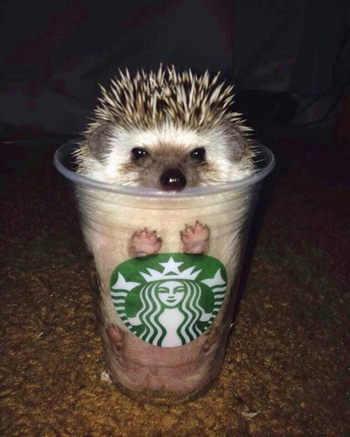Tastefully Offensive On Tumblr ペット用品 おかしな動物 可愛すぎる動物 Tastefully Offensive On Tumblr ペット用品 おかしな動物 可愛すぎる動物