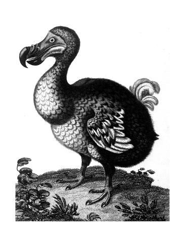 real dodo drawing real dodo drawing