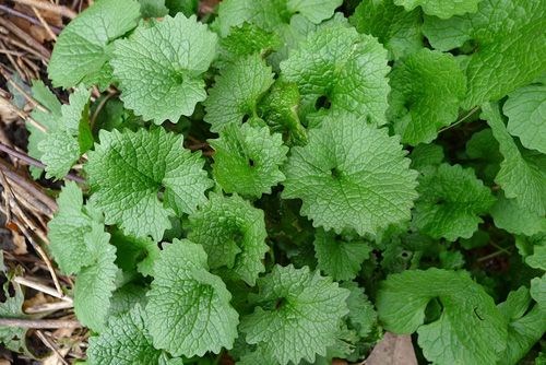 Image Result For Wild Herbs Uk Herbs Plants Wild Image Result For Wild Herbs Uk Herbs Plants Wild