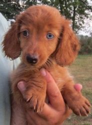 Dachshund Pup 4 Is An Adoptable Dachshund Dog In Kansas City Ks