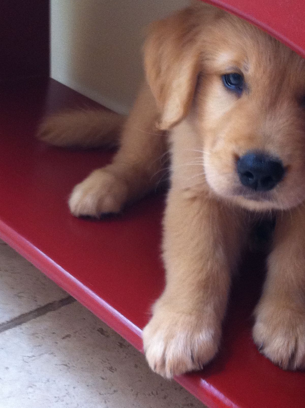 Puppies Cute Dogs Golden Retriever puppies-cute-dogs-golden-retriever