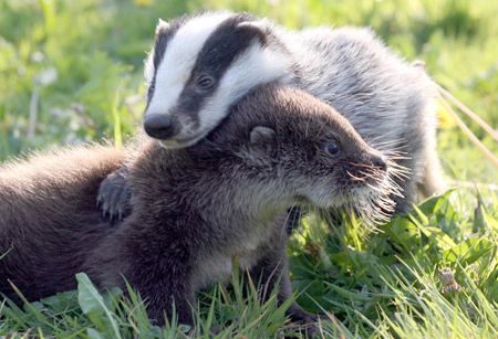 Top Unlikely Animal Friends In Pictures Top Unlikely Animal Friends In Pictures
