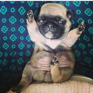 This Petite Pug Who Wants Your Love Newborn Puppies Baby Pugs