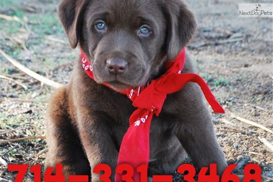 Hershey Labrador Retriever Puppy For Sale Near Orange County