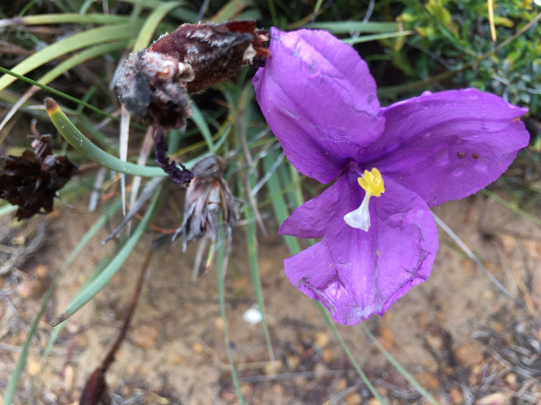 Lizard Wild Flowers Australian Plants Wildflowers Plant Planets Lizard Wild Flowers Australian Plants Wildflowers Plant Planets