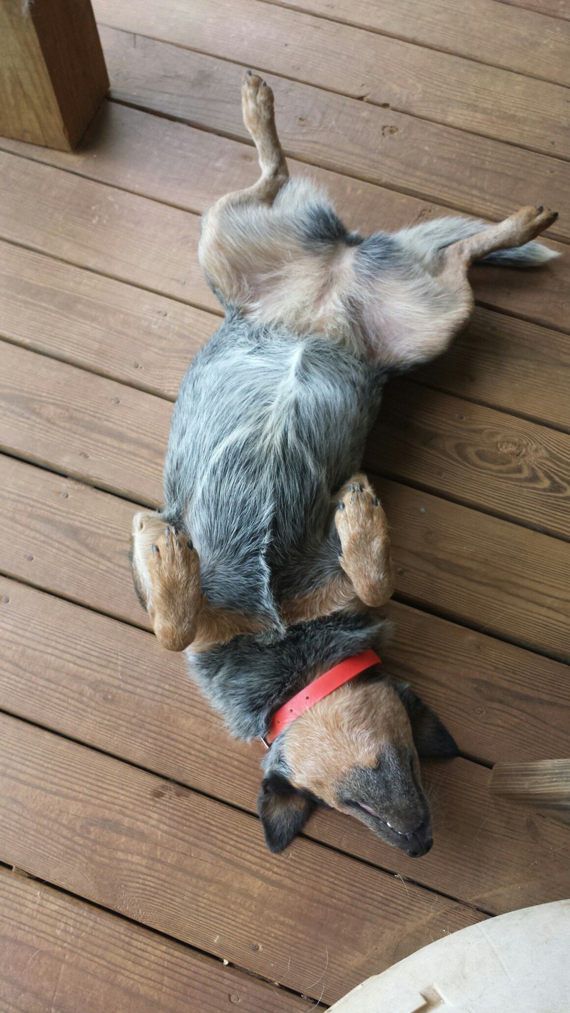 Resultado de imagen para belly rub heeler