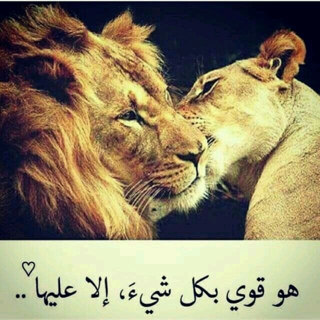 Pin By Halal Hammed On For You Lion Quotes Lioness Quotes Warrior pin-by-halal-hammed-on-for-you-lion-quotes-lioness-quotes-warrior