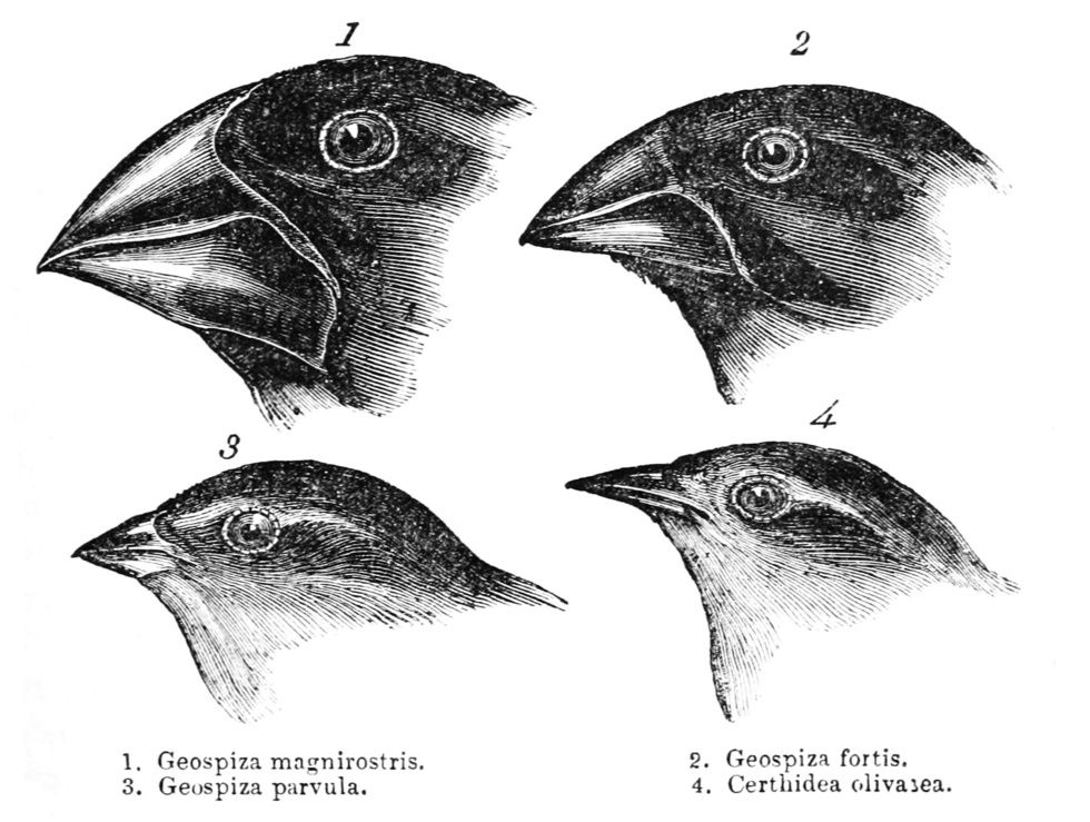 darwin bird sketch darwin bird sketch