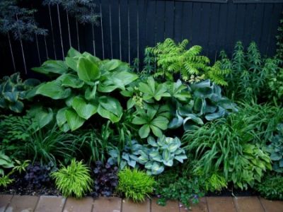 En ce moment, Slowgarden travaille sur le relooking d'un jardin à l'ombre. Ce n'est pas toujours facile de savoir quelles plantes s'y plairont...... Garden Borders, Garden Fence, Front Garden, Backyard Garden, Backyard Landscaping, Landscaping Ideas, Fence Planters, Garden Kids, Farm Fence