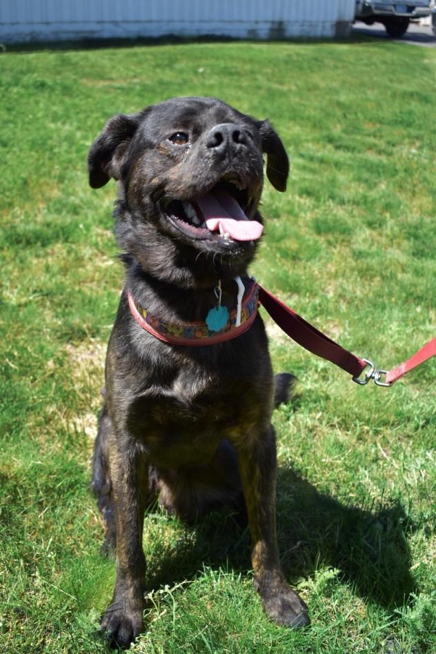 Adopt Samson On Pug Mix Dogs Pet Care