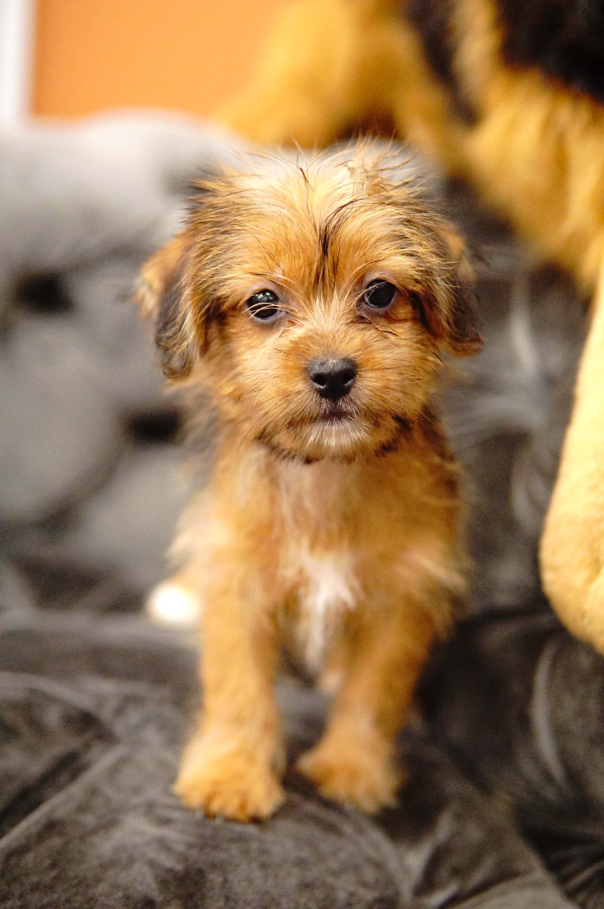 Incredible Forever Love Puppies Pembroke Pines Reviews 2022 - jab comix